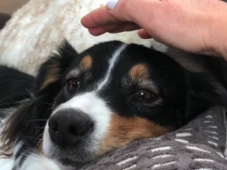 Animal Communication and Healing