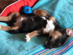 Bringing a Puppy Home: