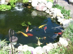 Starting a Koi Fish Pond