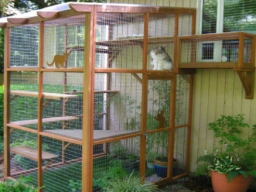 Building a Catio