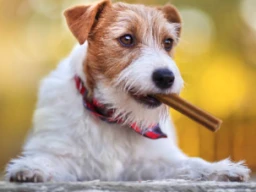 Dental care treats for your dog