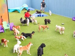 How to Choose the correct Doggy daycare facility