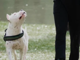 Why do you need an animal behaviourist and how do you go about finding the correct one.
