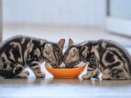 What to feed your kitten and why