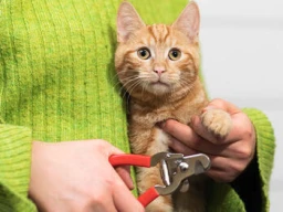Grooming for Kittens ?