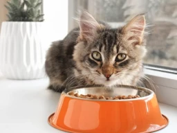 Veterinarian prescribed cat food, why?