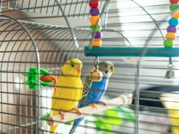 What I need to know when buying a bird cage