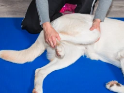 Physiotherapists for dogs