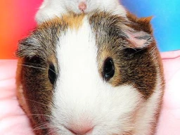 Guinea Pigs or Hamsters which would work best for me