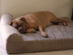 What Dog Bed is Best for an Older Dog