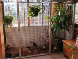 What to feed my indoor birds.