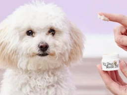 Sunblock for your dog?