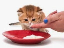 Weaning Cats off Milk, Substitutes, Timing, and Considerations