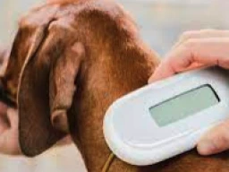 Microchipping your dog