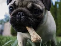 Delightful Delicacies: A Guide to Puppy Treats and Milk