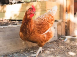 Backyard Chickens 101