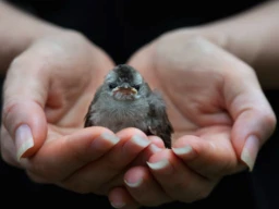 Signs a Bird Needs Help