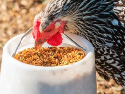 Understanding the Different Types of Chicken Feed: Which One Is Right for Your Flock?