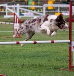 Canine Active Dog Agility Training Central Westville 1