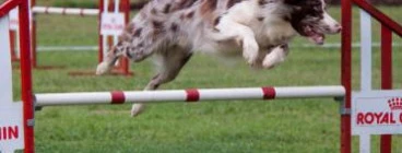 Canine Active Dog Agility Training Central Westville 1