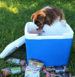 Alpha Pet Products Durban North CBD 1